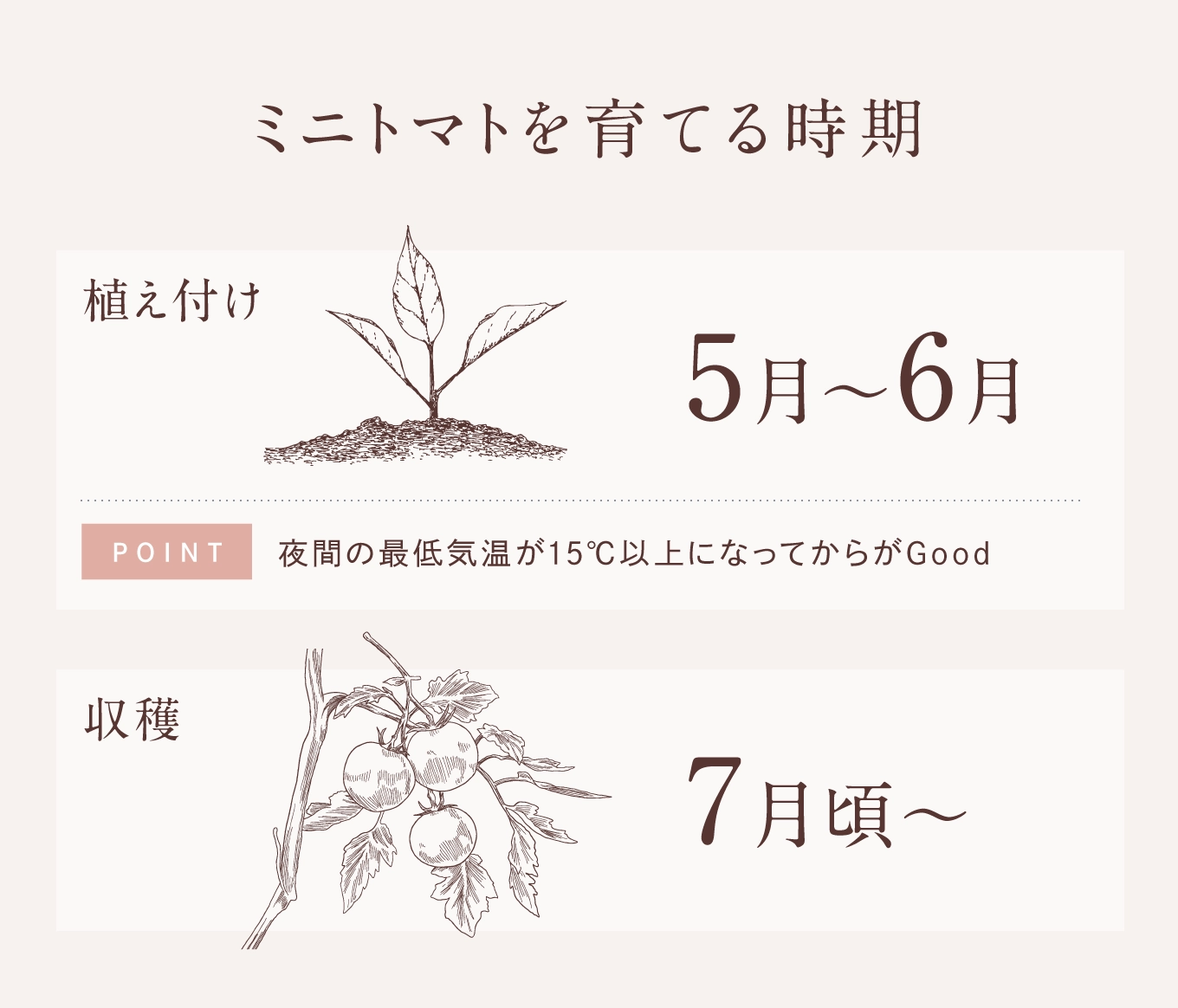 ミニトマトを育てる時期
