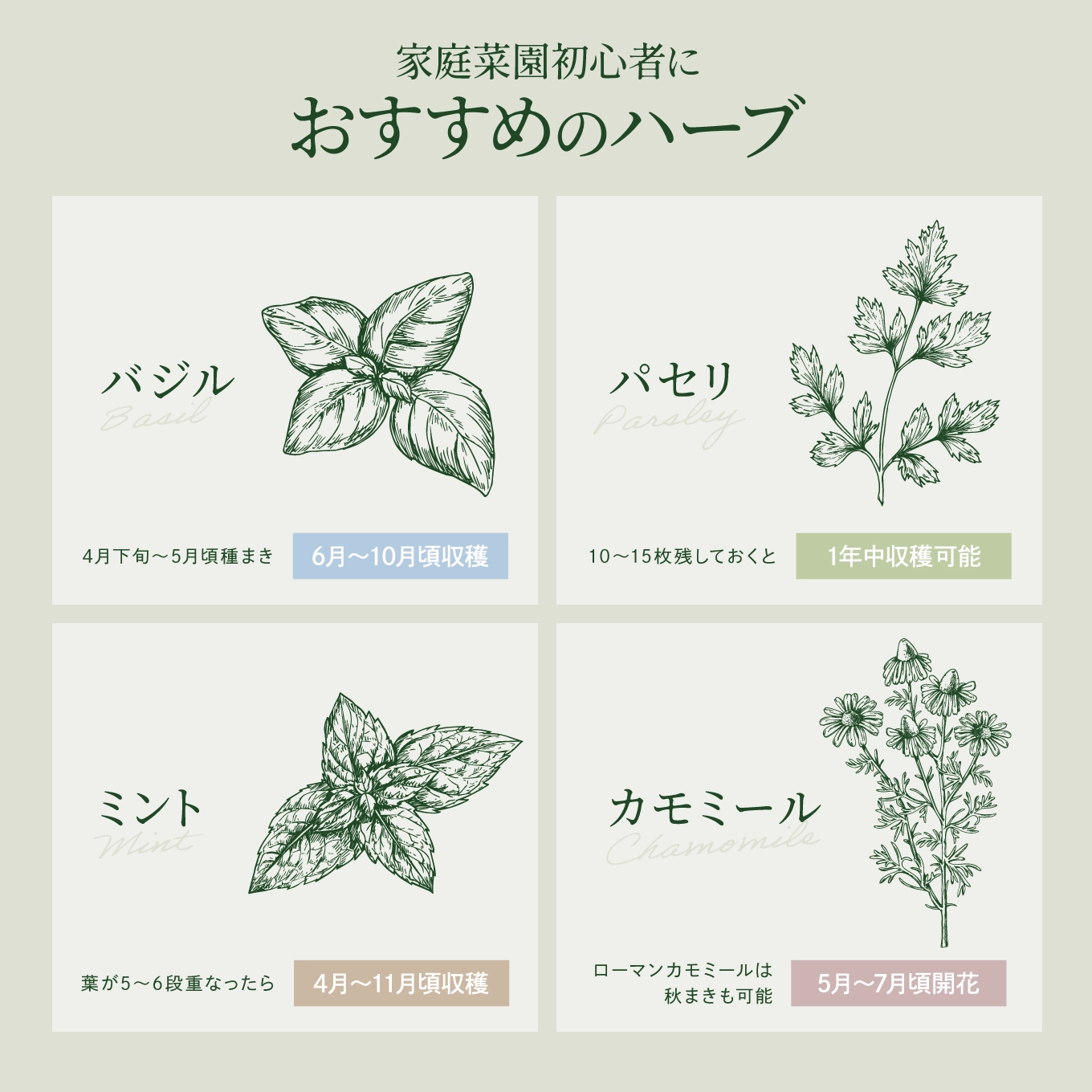 家庭菜園初心者におすすめのハーブ