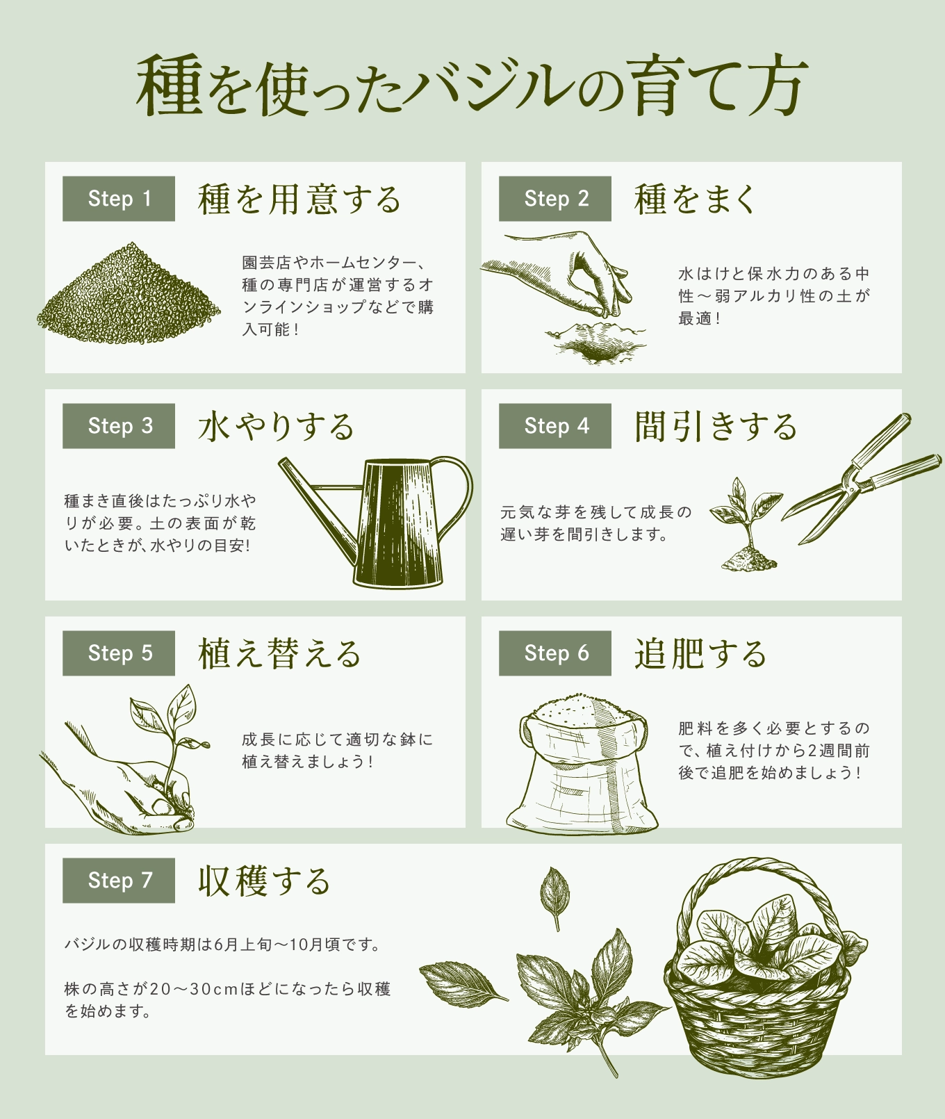 種を使ったバジルの育て方