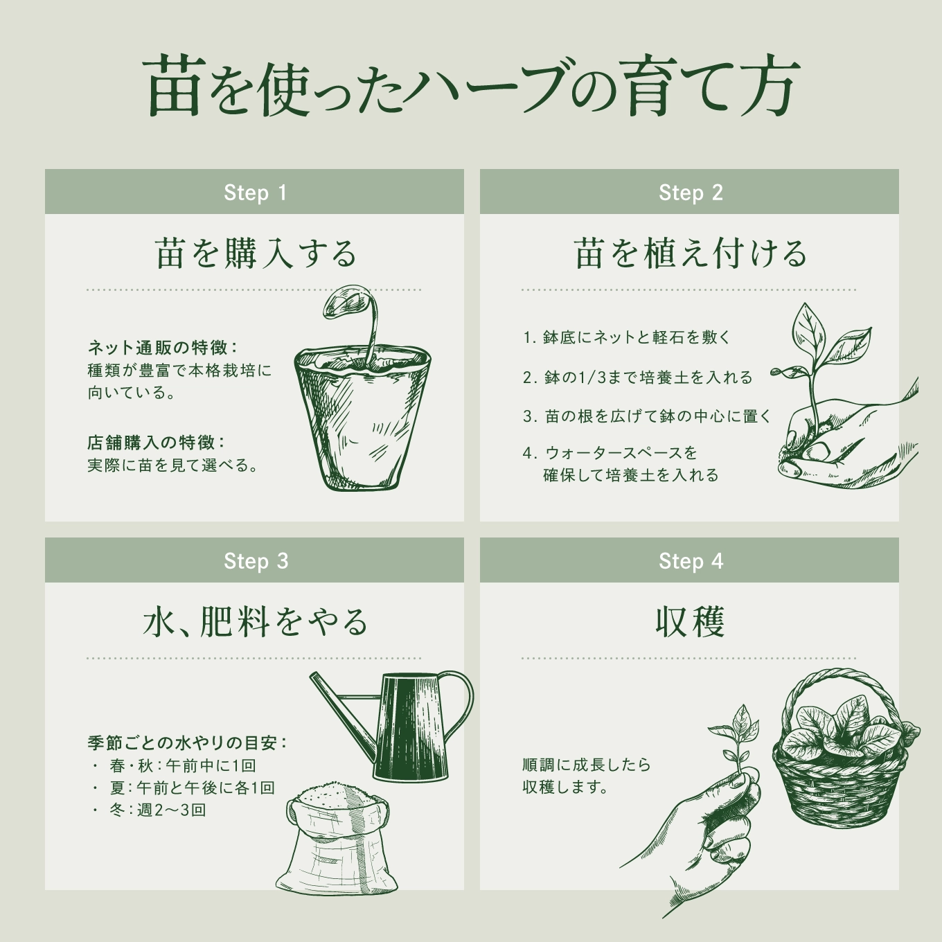 苗を使ったハーブの育て方