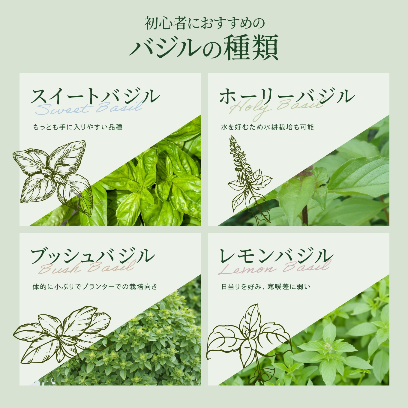 初心者におすすめのバジルの種類