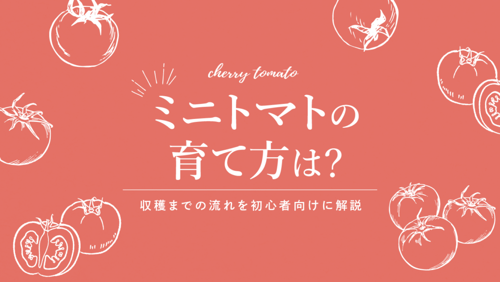 ミニトマトの育て方は?