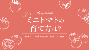 ミニトマトの育て方は?