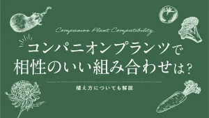コンパニオンプランツで相性のいい組み合わせは?植え方についても解説