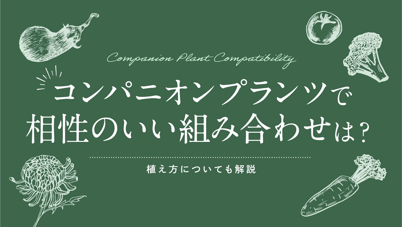 コンパニオンプランツで相性のいい組み合わせは?植え方についても解説
