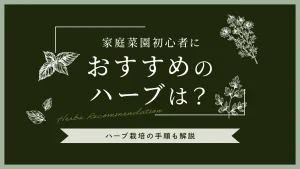 家庭菜園初心者におすすめのハーブは?ハーブ栽培の手順も解説