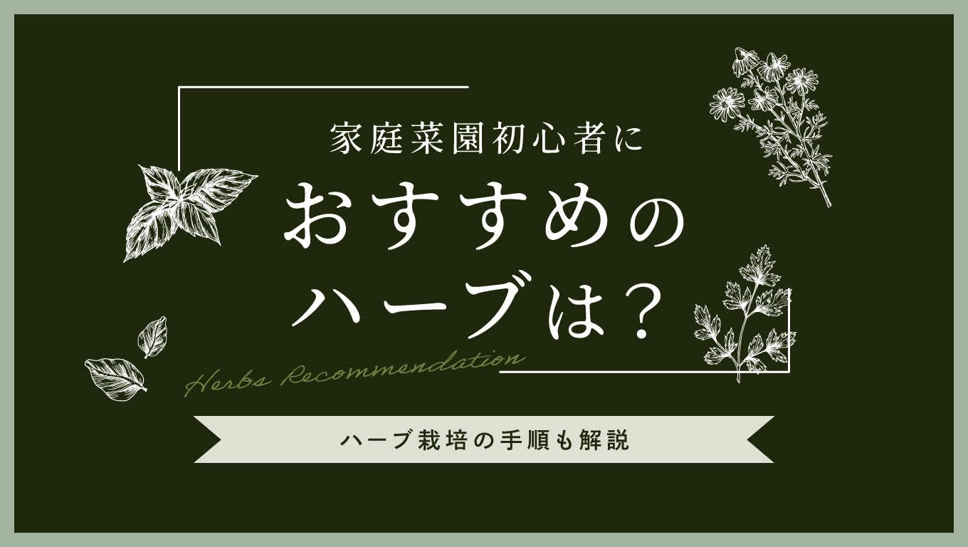 家庭菜園初心者におすすめのハーブは?ハーブ栽培の手順も解説