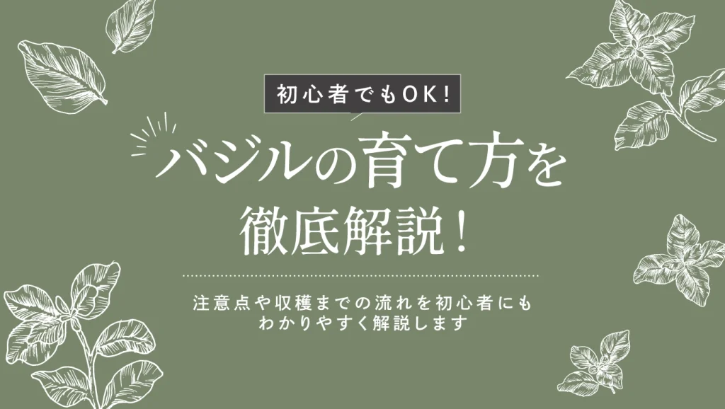 バジルの育て方は?注意点や収穫までの流れを初心者向けに解説