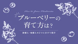 ブルーベリーの育て方は?鉢植え・地植えの2つに分けて紹介
